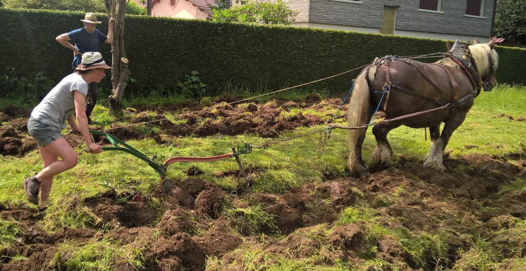 Jardin partagé