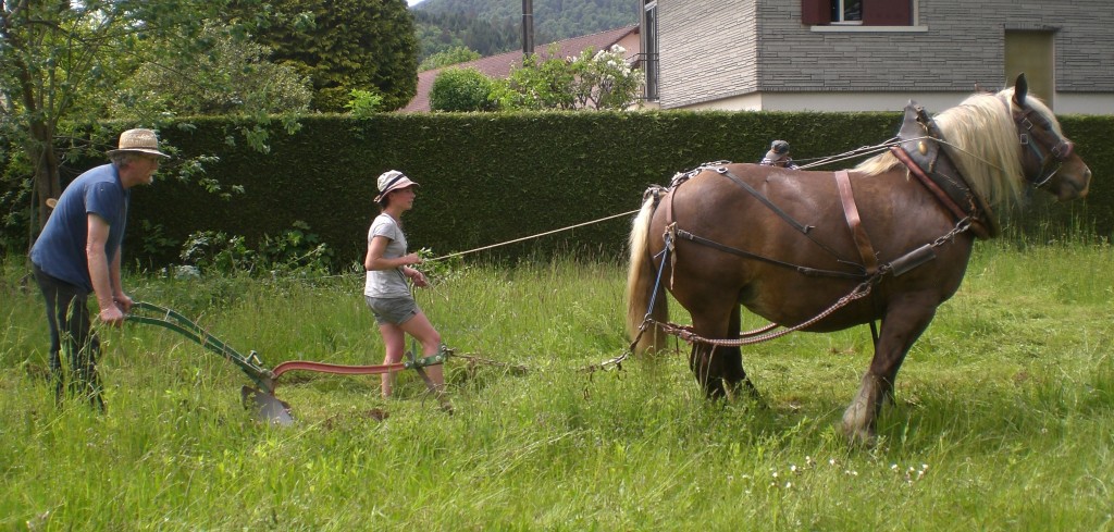 Giromagny jardin partagé